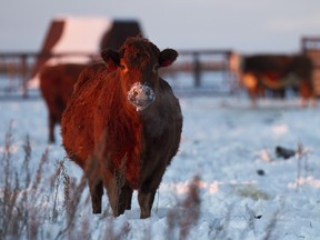 The public comment period on a new code of practice for beef cattle will run from Jan. 8 to March 8. The final document is expected to be released this summer. (QMI Agency file photo)