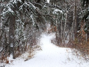 No matter what the season, a walk through the forest can be beneficial. (QMI Agency file photo)