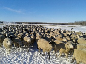 Sheep producers in the Peace Country will have a number of learning opportunities in February and March. (Louise Liebenberg Special to Peace Country Sun)