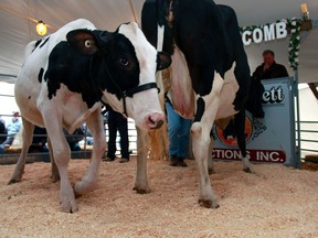 QMI file photo

Holstein Canada says that dairy producers who classify their animals and use the information for genetic progress achieve more milk.