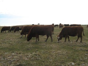 Grazing cattle at Gordon Cottrill's farm north of Paisley.