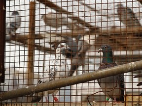 Pigeons sit in a cage in this November 2, 2012 file photo. (REUTERS/Barry Huang)