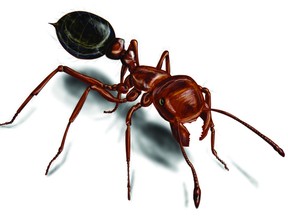 Internet image

Fire ants seem harmless, yet they can eat animals as large as calves, stripping them to the bone.