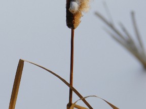 QMI Agency photo

A walk along local trails in winter reveals the upright stalks of many plants, including the cattail.
