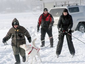 Laura Loohuizen (on skis) demonstrates the difficulties of handling the reins and keeping on skis when your dog might be getting mixed messages.
JON THOMPSON/Daily Miner and News