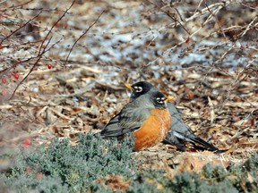 Two red robins fluff their feathers to increase insulation against the bitter wind under berry laden trees in front of the Chatham courthouse on Monday. (DIANA MARTIN, Chatham Daily News)