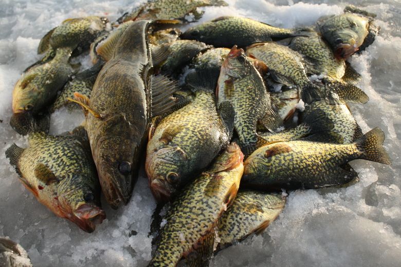 This is what our hot and sticky - The Crappie Machine