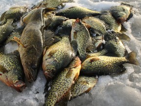 Black crappie make one of the finest freshwater fish fries for Ontario anglers.  This batch of fish was caught last week north of Barrie and is destined for the deep fryer on Super Bowl Sunday.