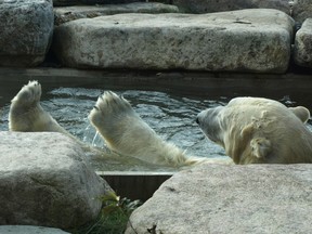 inukshuk polar bear cochrane