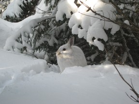 A snowshoe hare chills out during the frigid temperatures of a  20 C day at Montreal River Harbour, north of Sault Ste. Marie