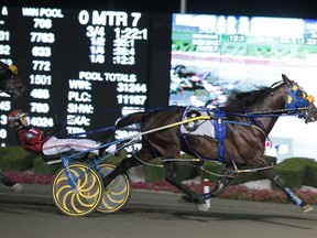 Betterthancheddar, which is co-owned by Chatham's Steve Calhoun, won the O'Brien Award as Canada's older pacer of the year Saturday. (Photo courtesy of Standardbred Canada)