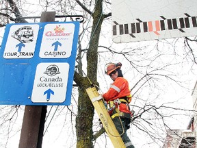 City employee Jeff Fleming hangs lights on a tree at the corner of Spring and Queen Street.