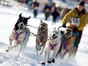 Sled dogs Marmora
