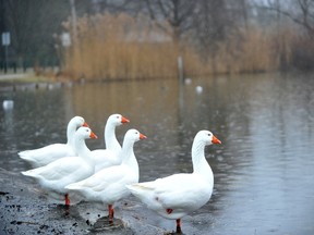 Domesticated geese stand on the edge of an ice-free Lake Chipican on Thursday Jan. 12, 2012, in Sarnia, Ont. The city has experienced an unseasonable mild winter, but the cold is coming back.  (DANIEL PUNCH, The Observer)