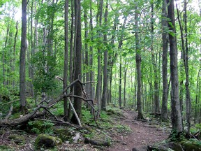 A trail