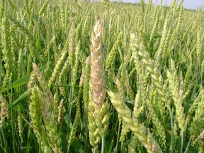 Fusarium head blight in wheat.