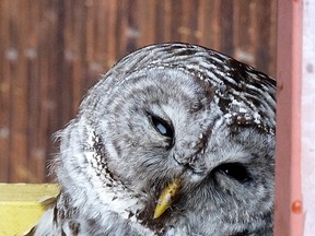 Gord Hunter and his wife, Ginette Blais found this Barred owl in their backyard.