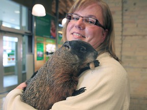Winnipeg Willow is held by Lisa Tretiak of the Prairie Wildlife Rehabilitation Centre. The rescued Groundhog Day mainstay died this week. (Winnipeg Sun)