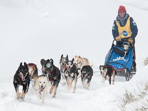 Aaron Peck mushes his team along the trail through Big Piney and Marbleton, Wy., during Day 6 of the International Pedigree Stage Stop Sled Dog Race. Peck won Day 6, his fourth of five consecutive stage wins. (Photo courtesy  Chris Havener)