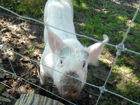 Roberta the pig, as a piglet in October 2011. (SCOTT WISHART, file photo)