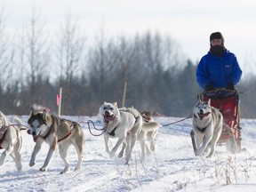 Sled dogs pull musher Dena Wannamaker during the Swift Dog Sprint races just south of Kitscoty on Saturday, Jan. 26.