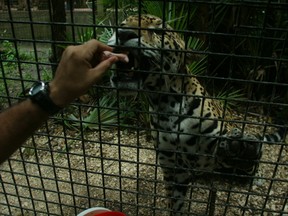 The cage jaguar experience at the Belize Zoo with 'Junior' the 6-year-old jaguar, the ambassador of the jaguar rescue program at the zoo. (Jenny Potter/QMI Agency)