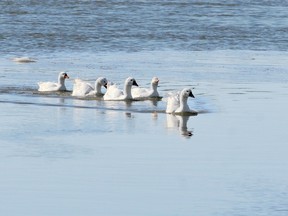 The last five geese from Keith Koke's flock take a leisurely paddle up the Thames River Wednesday afternoon. The municipality is working with Koke to get rid of the geese after complaints about the birds were registered by a nearby property owner. PHOTO TAKEN : Chatham, On., Wednesday February 06 2013. DIANA MARTIN/ THE CHATHAM DAILY NEWS/ QMI AGENCY
