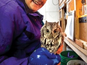 Sue Meech holds a little screech owl that was discovered covered in mud in a backyard in Napanee. The small owl has a leg splint and will stay at Sandy Pines until fully recovered and ready for release back into the wild.