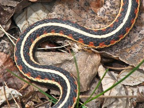 Red-sided garter snake is the most common northern Alberta snake. (Reptiles and Amphibians of Alberta)