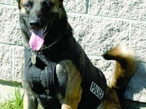 Trax, Brockville's canine cop, is retiring later this year.