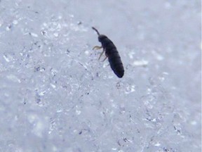 Snow fleas can be seen jumping about the surface of the snow on warm winter days.