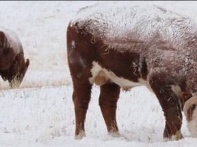 Adding grain to feed rations may help if cattle are thin as a result of poor forage quality this winter. (QMI Agency file photo)