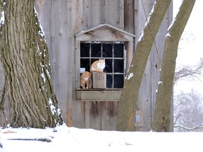Two feral cats make good use of a barn ledge (Postmedia Network file photo)