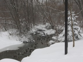 Ducks on the Sawmill Valley Creek in Mississauga enjoying the snowstorm. (Joe Warmington/Toronto Sun)