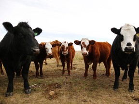 Cattle farmers the Jackson family, of Lakehurst, has been chosen as the 2013 Farm Family of the Year in the annual award presented by the Peterborough County Federation of Agriculture and the Greater Peterborough Chamber of Commerce. QMI AGENCY FILE PHOTO