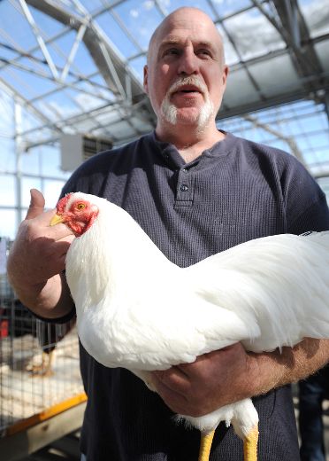 Sarnia Poultry and Pigeon Show attracted 700 entries | The Sarnia Observer