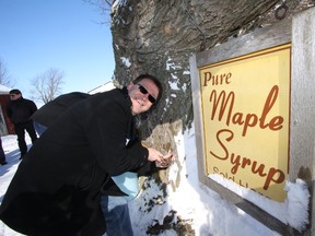 Bruce-Grey-Owen Sound MPP Bill Walker taps a maple tree during a ceremony Saturday at the farm of Darryl and Marylou Klein south of Neustadt.