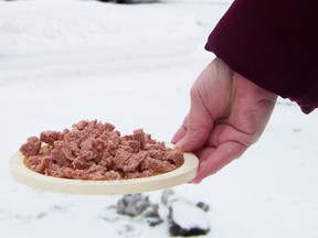 Lorraine St Germain leaves out a plastic plate of food for the neighbourhood stray cat after seeing the cat with an injured leg.