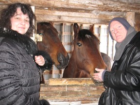 Amanda and Patrick Burger’s horses will be part of The Realm School of Knights, teaching visitors about horse grooming.