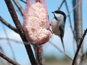 A chickadee forages for food in Plummer Additional, east of Sault Ste. Marie.
