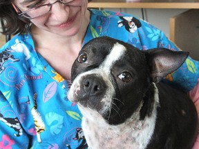 Tracy Gaskell, a registered veterinary technician at the Gananoque Veterinary Clinic, holds a Boston Terrier that was savaged by a coyote and is recovering at the clinic while the humane society is trying to find her owner.
Michael Lea The Whig-Standard