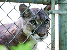 One of two cougars at Guha's Tiger and Lion Farm in Muskoka. COREY WILKINSON/QMI AGENCY
