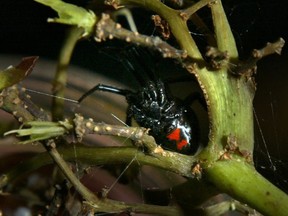 Swedish golfer Daniela Holmqvist was bit by this charming arachnid, the Black Widow, while on the fourth hole ISPS Handa Australian Open. (QMI Agency Files)