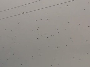 A video posted earlier this week on YouTube taken in Brazil shows thousands of spiders in the sky. (Screengrab)