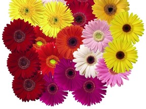 Gerbera flowers.