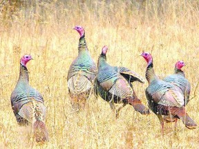 Wild turkey populations have rebounded in Ontario. As with Canada geese, the species was in serious decline a century ago because of over-hunting and habitat loss. Efforts to re-establish the turkey in the province from the 1980s forward were successful. (MIKE HENSEN The London Free Press)