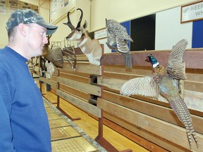 J.W. McKenna takes a look at the trophies on display during the annual Vulcan Fish and Game/Gun Club’s supper, which was held Feb. 2 at the Cultural-Recreational Centre. Nearly 200 people attended the supper.