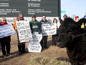 Wishful, a holstein hereford, owned by Jeff Peters, the vice-president of Local 316 of the National Farmers Union, stands at the entrance to Collins Bay and Frontenac Institutions with protesters objecting to the impending closure of prison farms in this file photo from 2010.