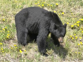 Black bear with dandelions