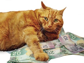 fat cat on money
